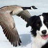 Dog Scare Tactics To Tame Goose Population